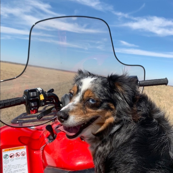 Meet your Posher, Harry - Picture 4 of 12